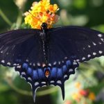 15 Spiritual Messages Behind Seeing a Black Butterfly