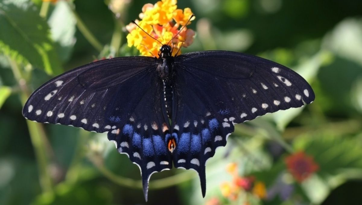15 Spiritual Messages Behind Seeing a Black Butterfly