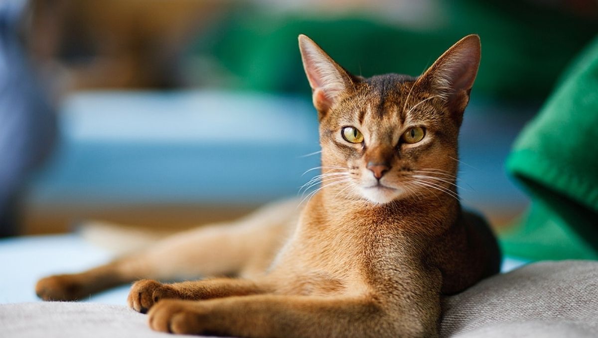 15. A Sign of Abundance Coming Your Way