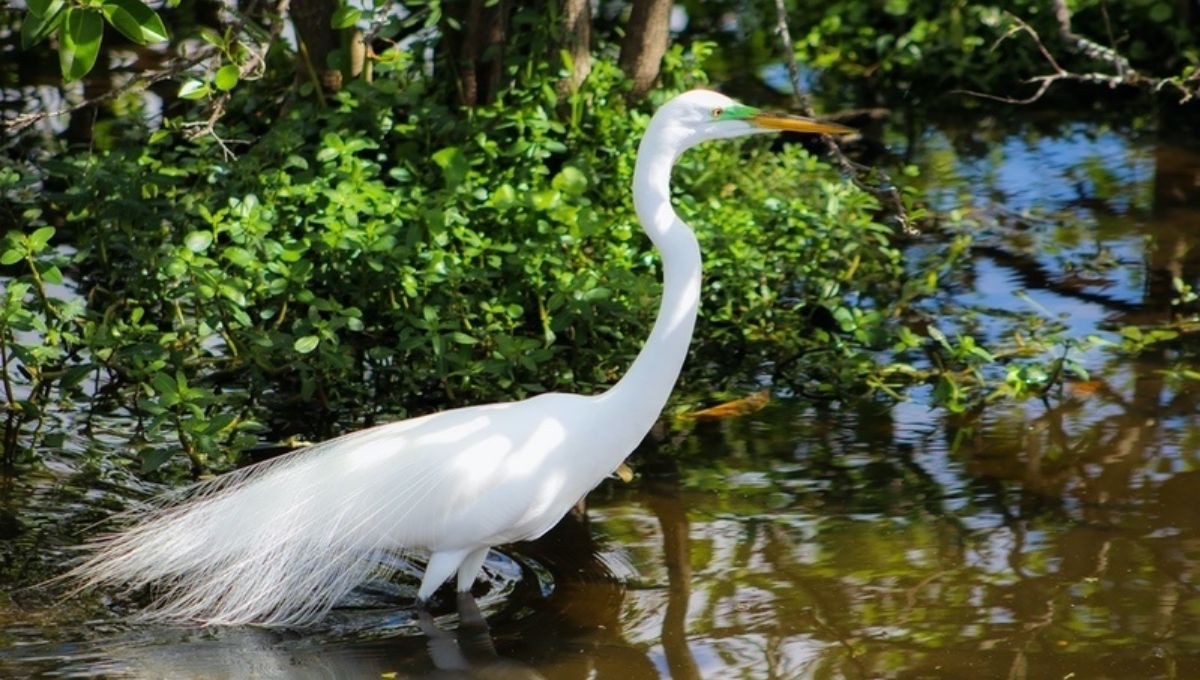 5 Powerful Meanings of White Egrets (Spiritual & Symbolic)