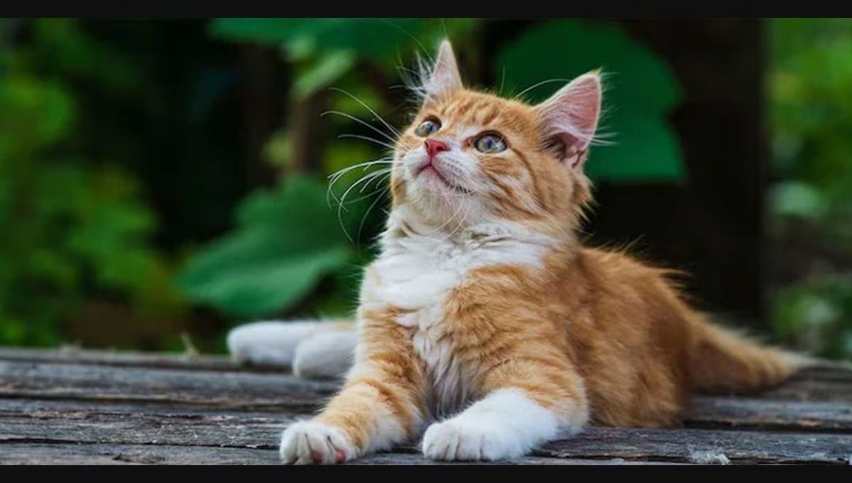 6. A Prompt to Strengthen Your Inner Peace