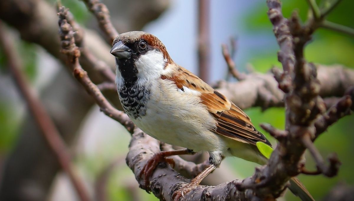 6. A Sign of Blessings