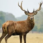 Are Deer Spiritual Signs from Angels? Meaning & Symbolism Explained