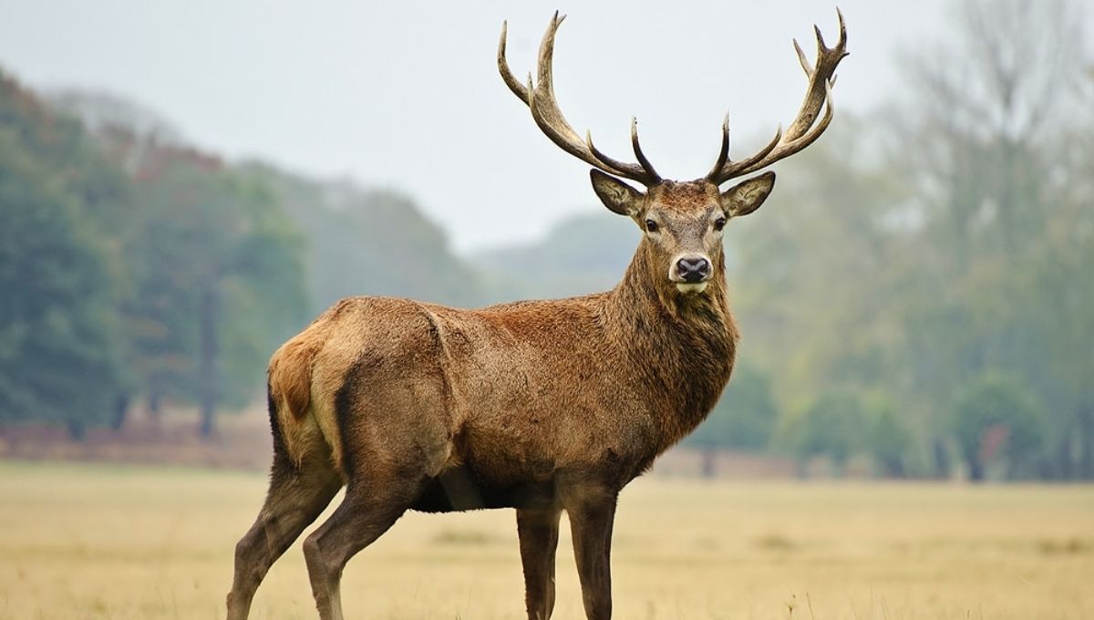 Are Deer Spiritual Signs from Angels? Meaning & Symbolism Explained