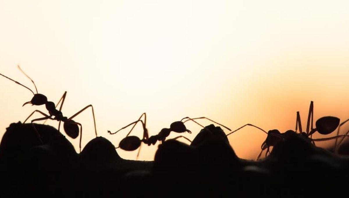 Are Dreams a Way God Speaks to Us? Exploring the Biblical View