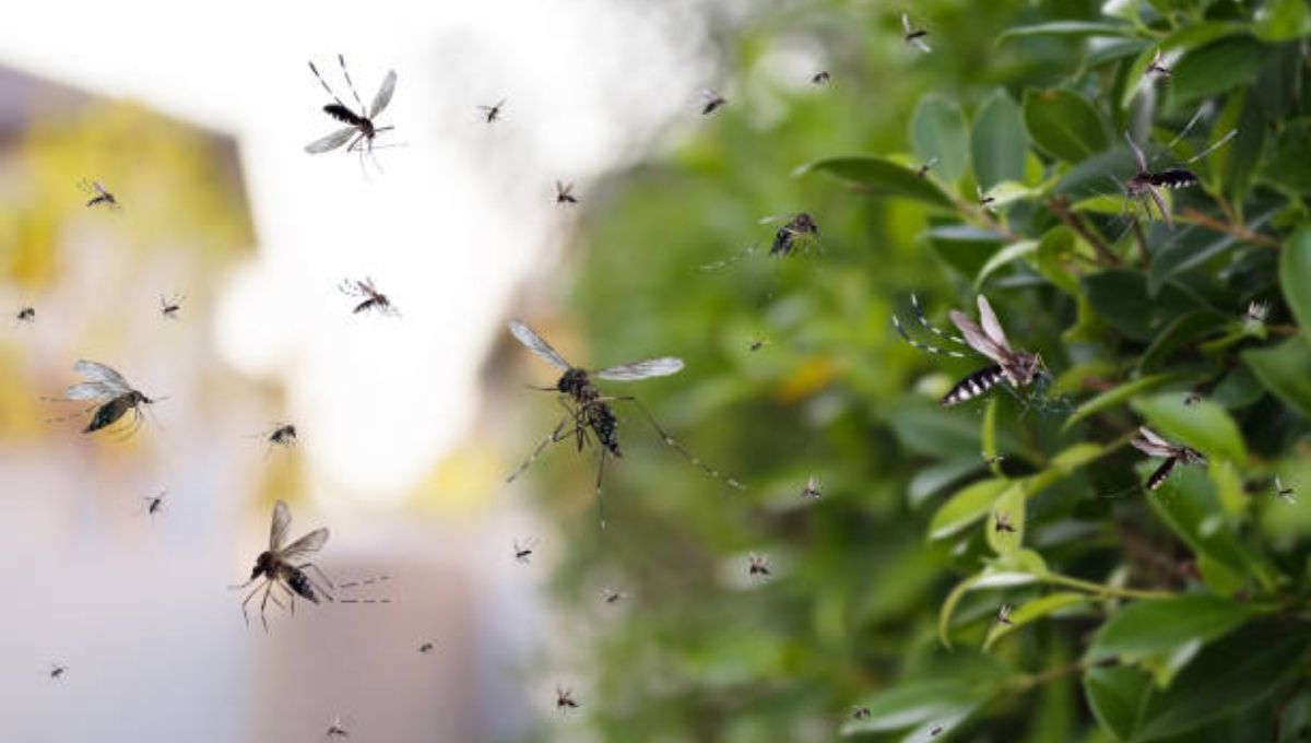 Are Gnats Your Spirit Guides? What It Could Mean
