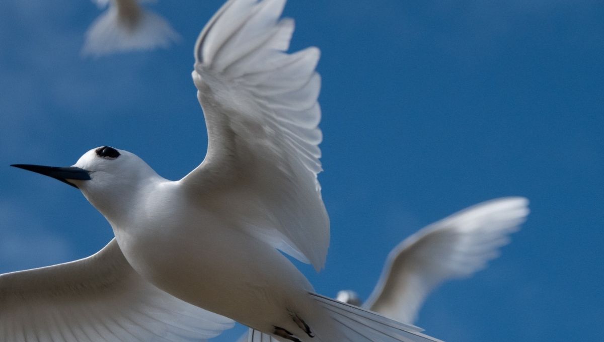 Are Spirit Guides Trying to Tell You Something?