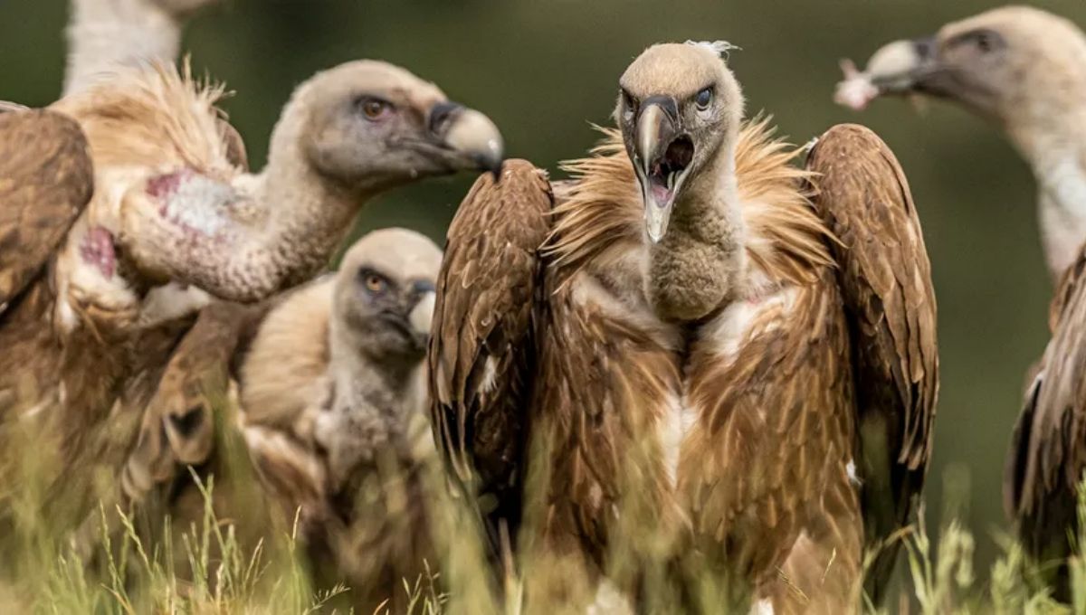 Are Vultures a Good or Bad Omen Spiritually?