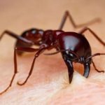 Biblical Meaning of Red Ants in Dreams: A Revelation