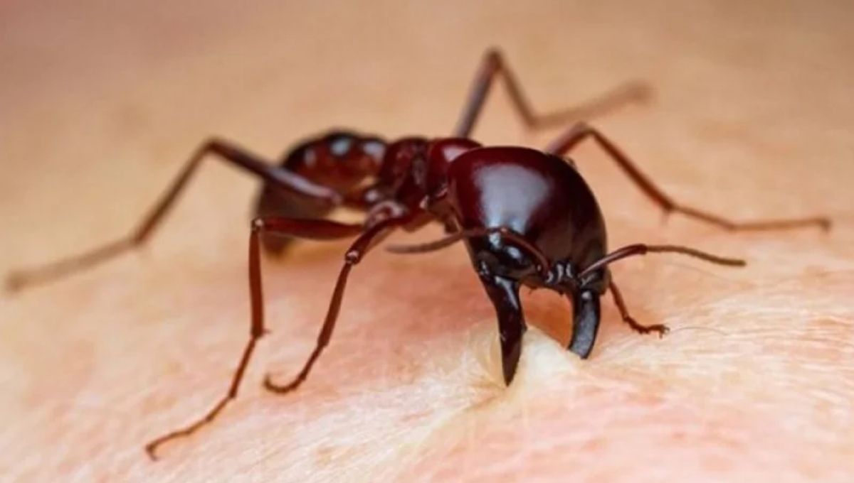 Biblical Meaning of Red Ants in Dreams: A Revelation