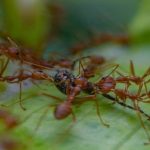 Biblical Meaning of Red Ants in Dreams: A Revelation