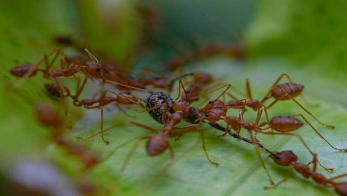 Biblical Meaning of Red Ants in Dreams: A Revelation