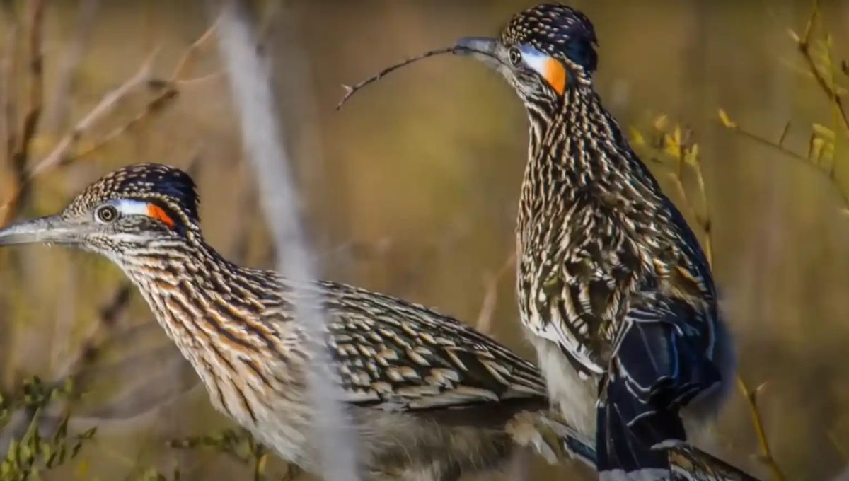 Biblical Meaning of Roadrunner