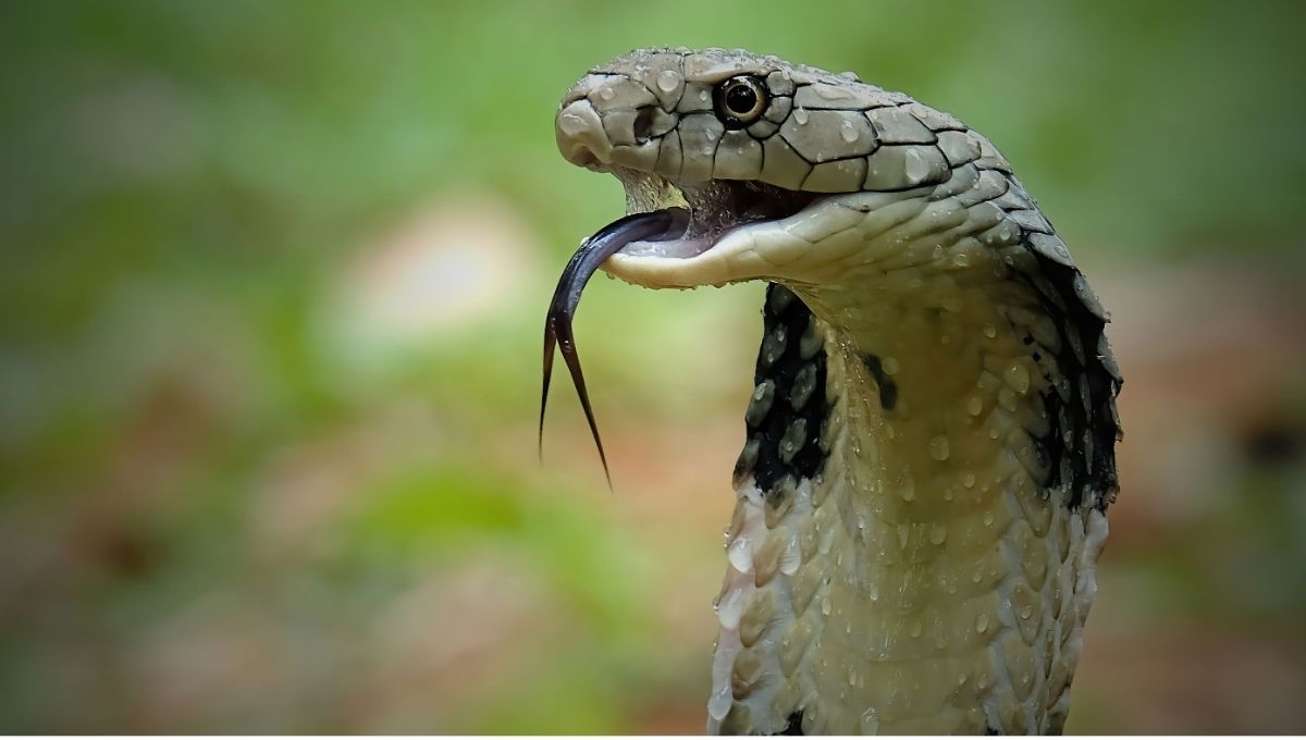 Biblical Meaning of a Snake Crossing Your Path: Spiritual Symbolism and Divine Messages