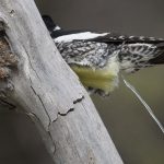 Bird Poop Meaning: Spiritual & Cultural Symbolism Explained