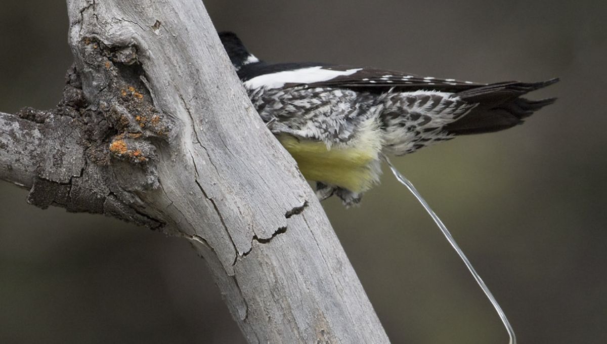 Bird Poop Meaning: Spiritual & Cultural Symbolism Explained
