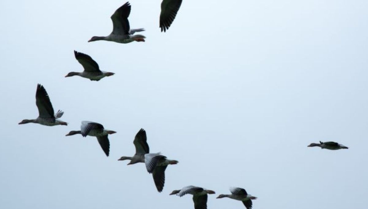 Birds Flying in Circles: Symbolism and Spiritual Insights