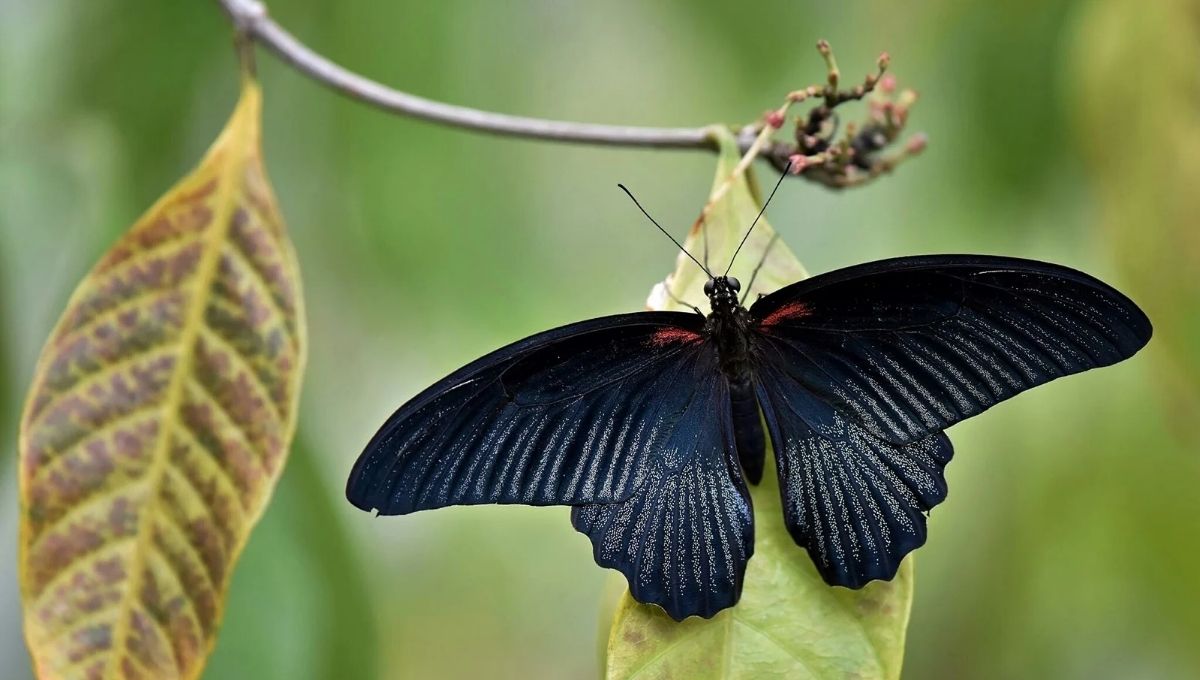 Black Butterfly Symbolism
