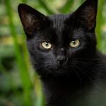 Black Cat With Green Eyes: Spiritual Meaning