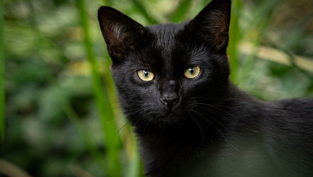 Black Cat With Green Eyes: Spiritual Meaning