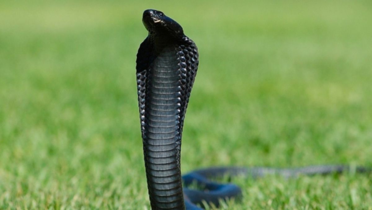 Black Cobra Spiritual Meaning