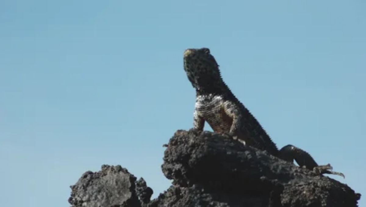 Black Lizard Totem, Spirit, and Power Animal