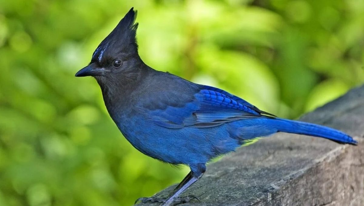 Blue Jay Symbolism of Curiosity and Learning