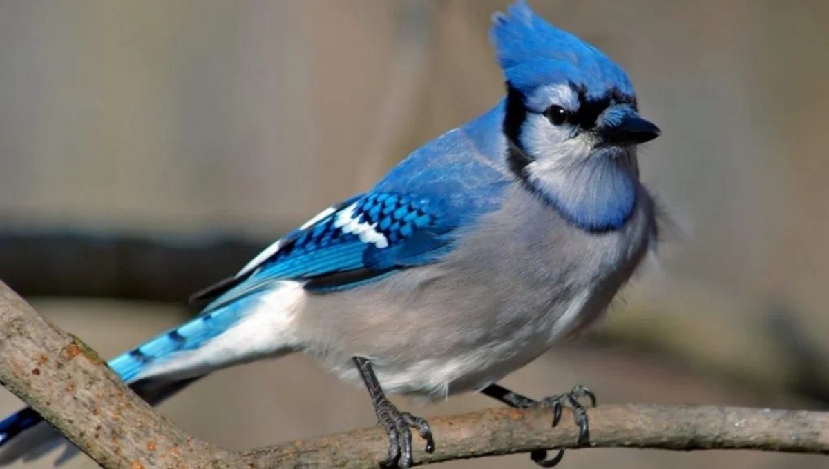 Blue Jay as a Power Animal and Its Guidance