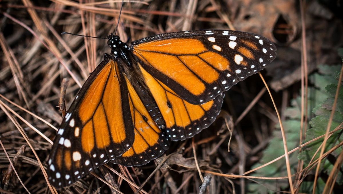 Butterflies in Different Cultures and Traditions