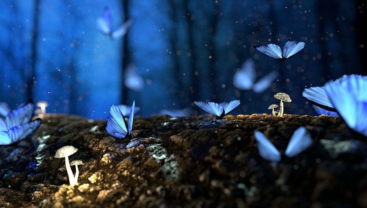 Butterflies in Dreams and Meditation
