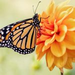 Butterfly Spiritual Meaning