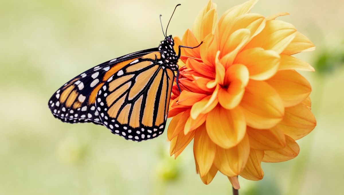 Butterfly Spiritual Meaning