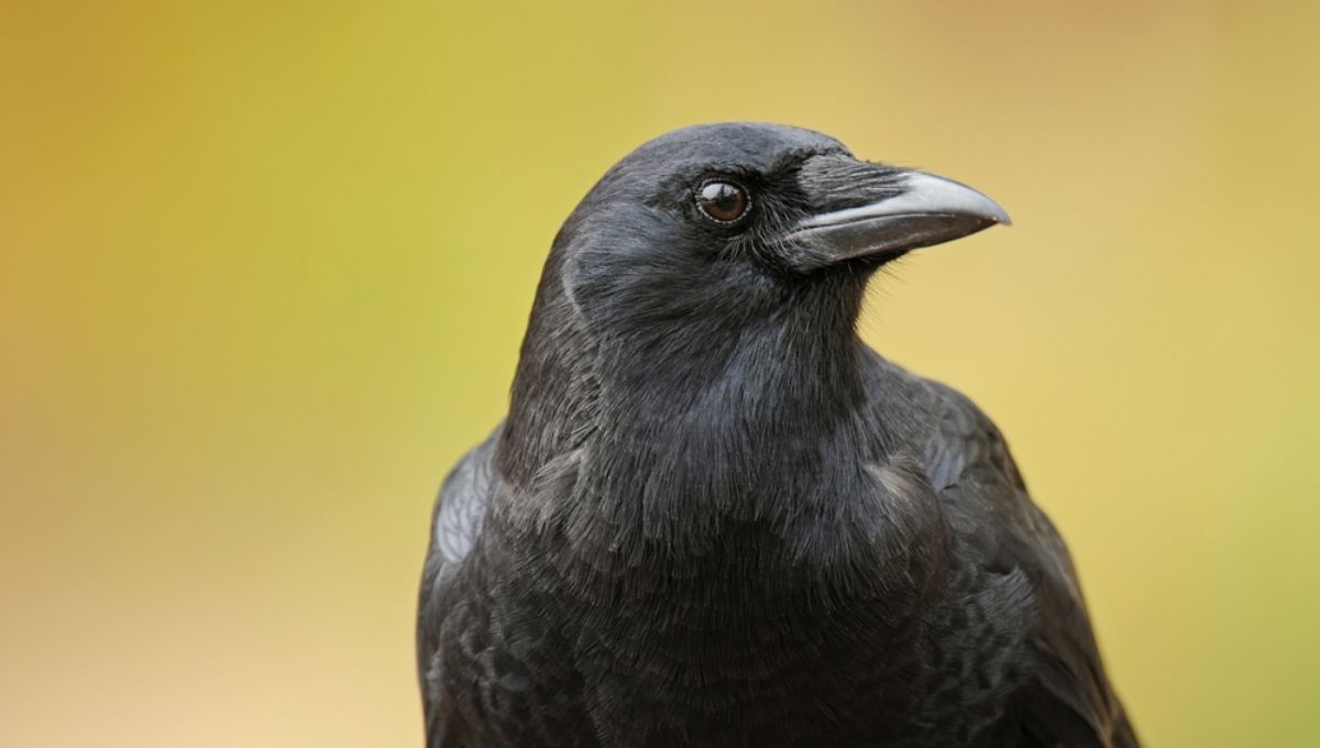 Can Crows Bring Messages From the Spirit World or Departed Souls?