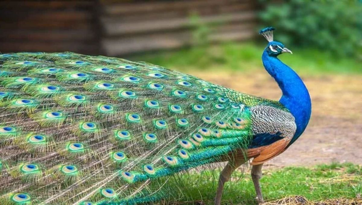 Common Peacock Dream Scenarios and Their Meanings