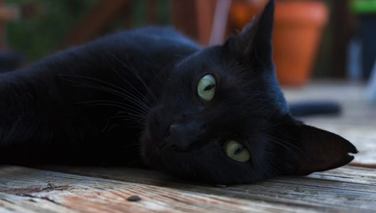 Common Superstitions About Black Cats with Green Eyes