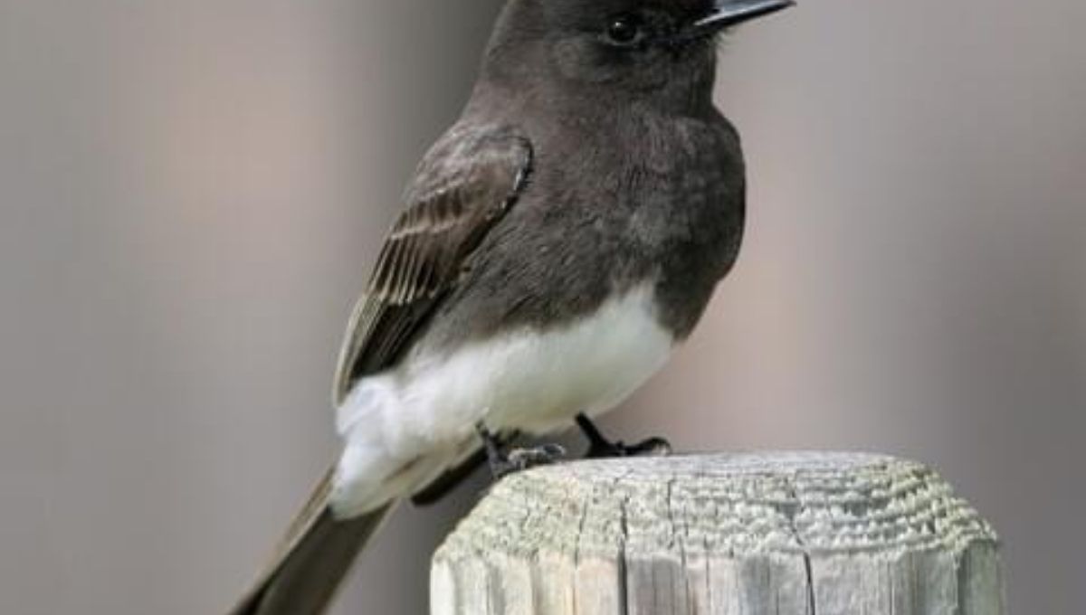 Communication and Expression