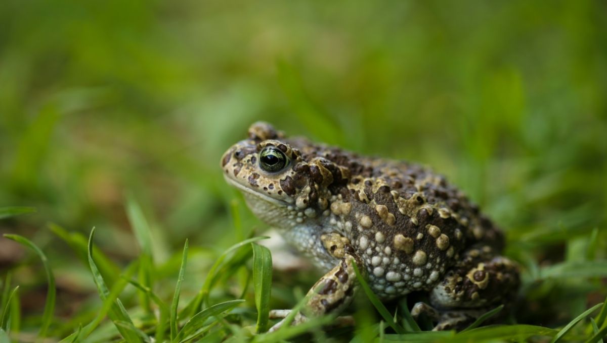 Connection to Nature and Earth Energies