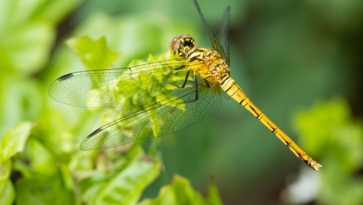 Core Spiritual Meanings of the Dragonfly