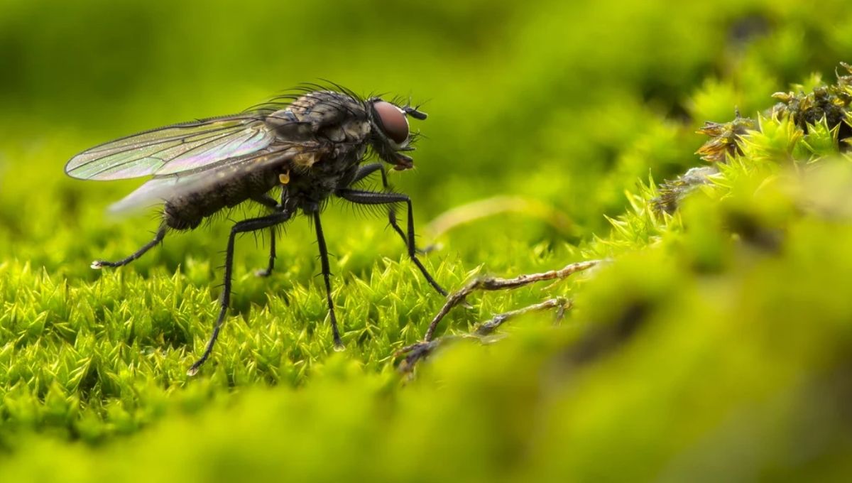 Core Symbolic Meanings of Flies