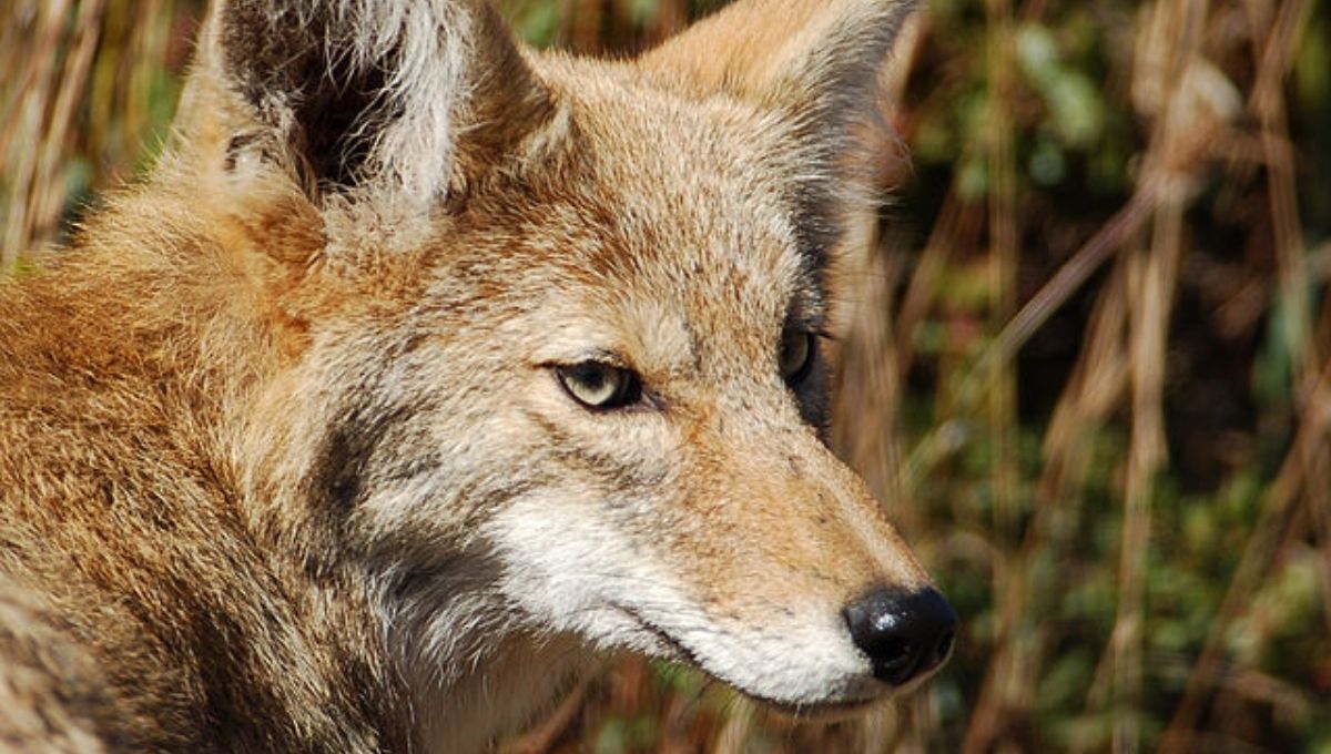 Coyote in Mythology and Folklore