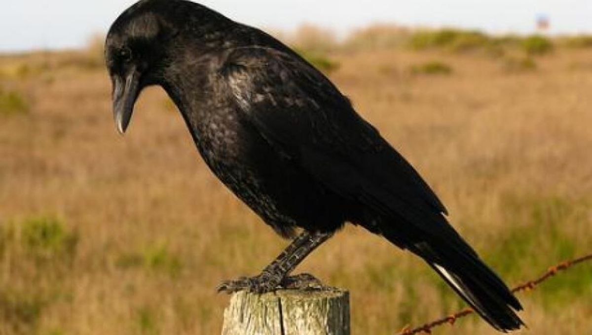 Crow Behavior and Intelligence