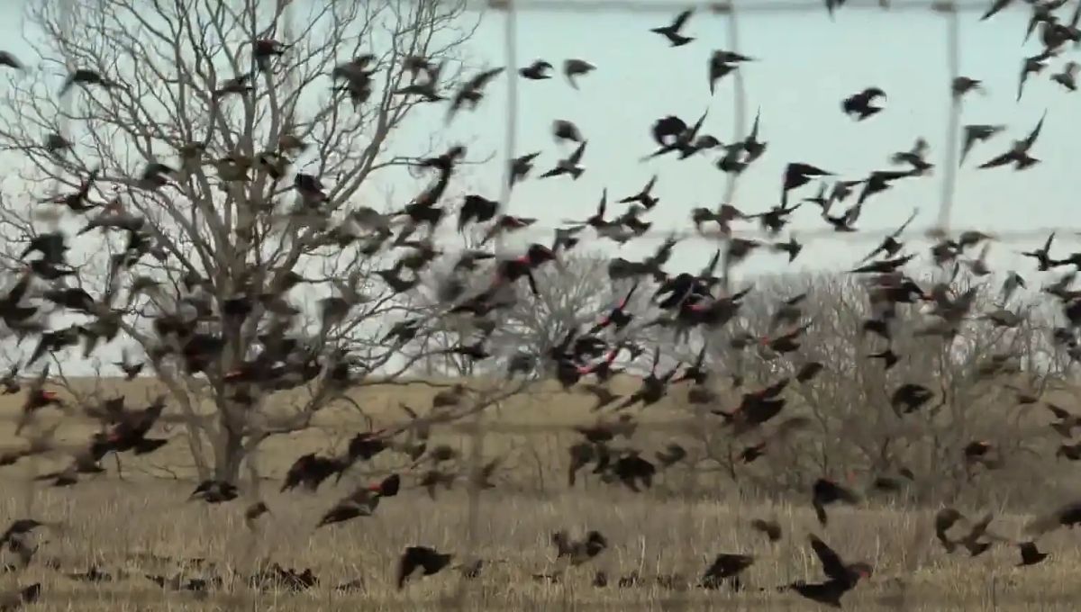Cultural Perspectives on Flock of Birds