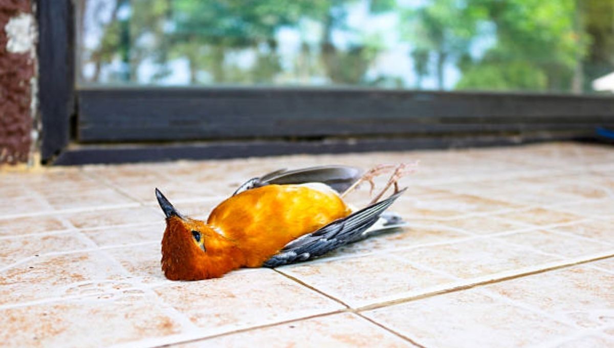 Dead Bird Inside Your House