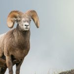 Decoding Dreams: Biblical Meaning of a Ram’s Appearance
