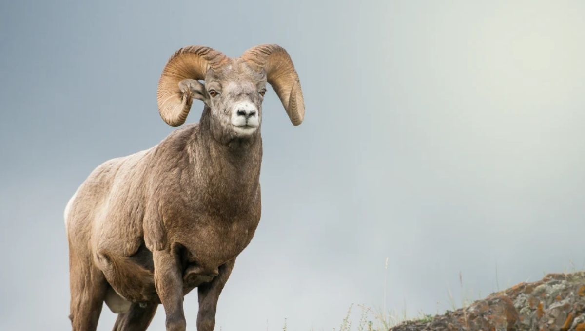Decoding Dreams: Biblical Meaning of a Ram’s Appearance