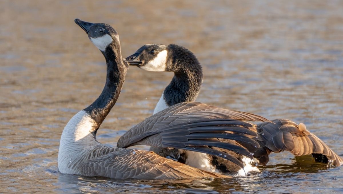 Decoding the Messages Behind Geese Calls at Night