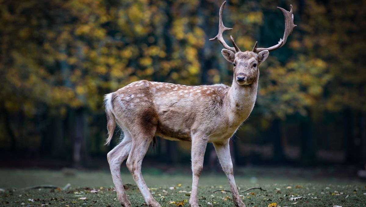 Deer in Astrology and Zodiac Signs