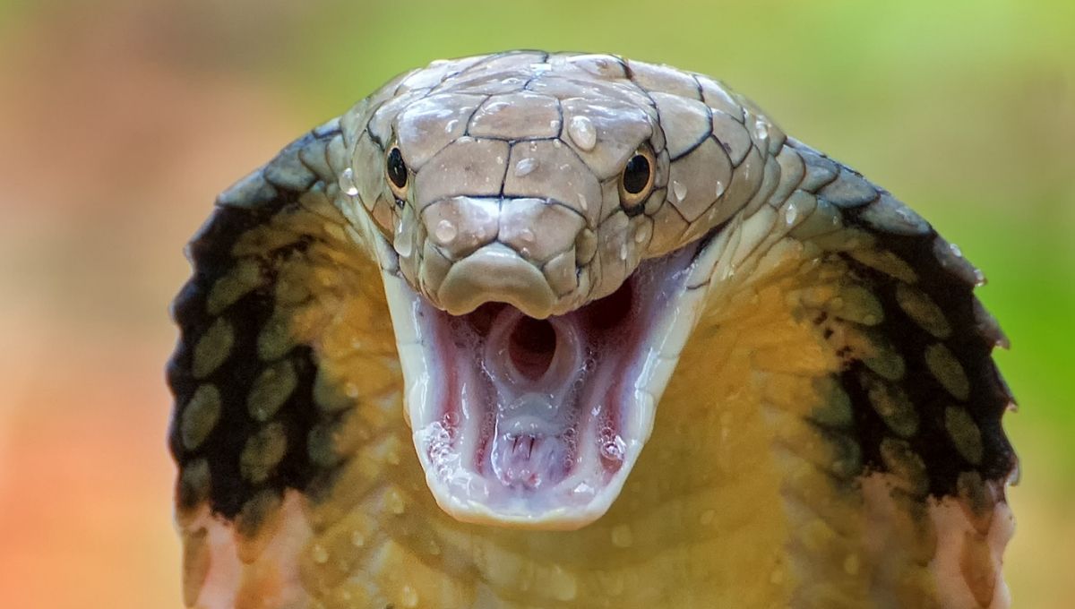 Different Types of Snake Venom and Their Effects