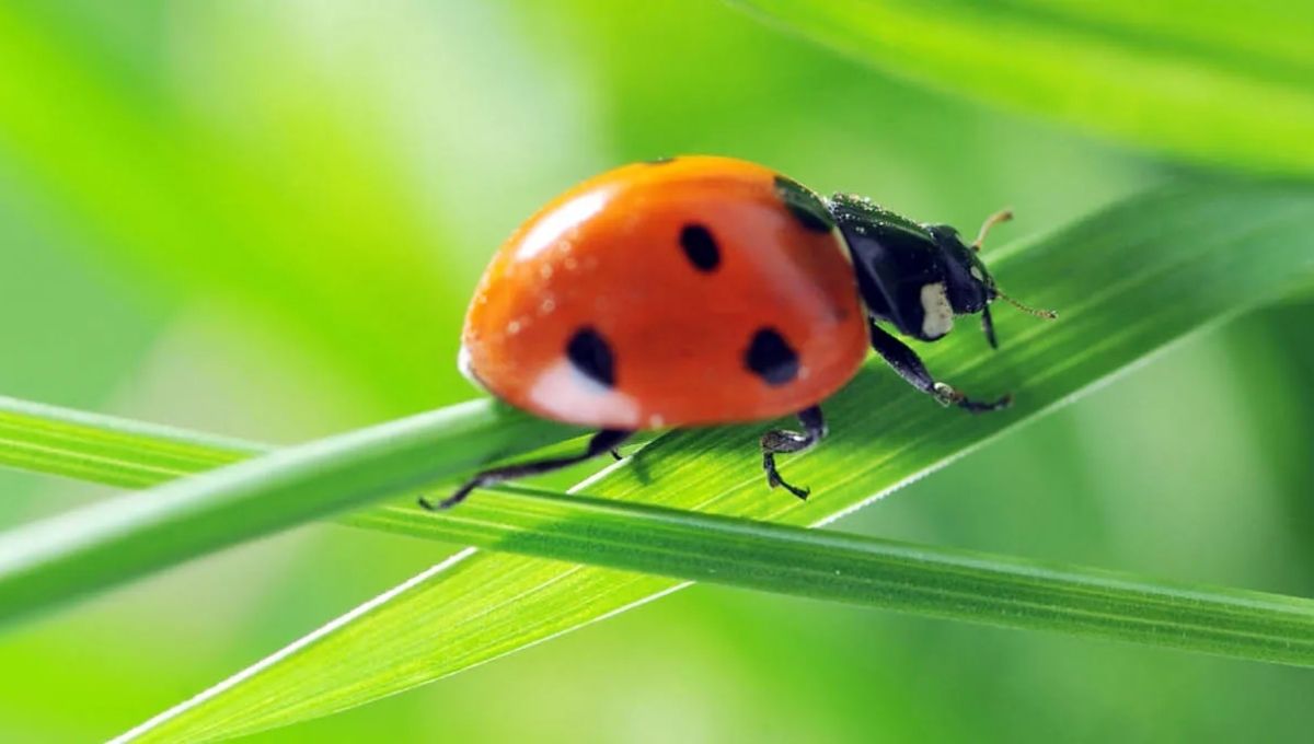 Do Ladybugs Carry Messages from Heaven?