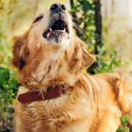 Dog Howling in Sleep Spiritual Meaning: An In-Depth Guide